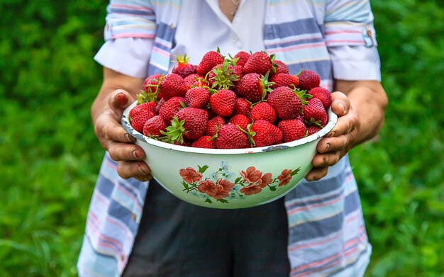 Nonna che raccoglie fragole in giardino. Natura.