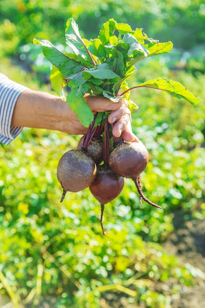 Nonna con verdure nelle sue mani in giardino. Verdure biologiche. Messa a fuoco selettiva.