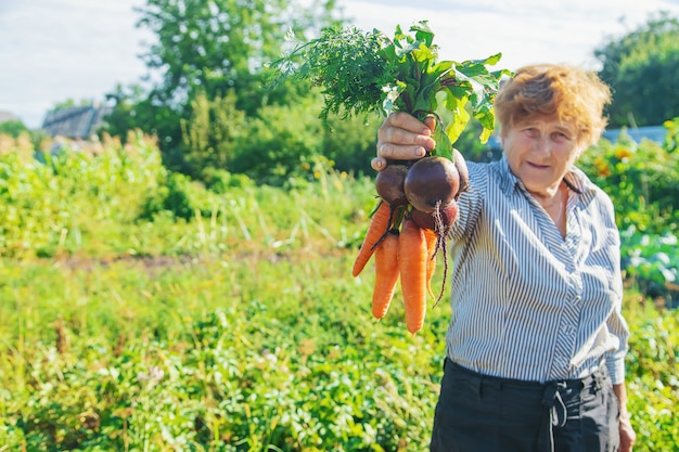 Nonna con verdure nelle sue mani in giardino. Verdure biologiche. Messa a fuoco selettiva.