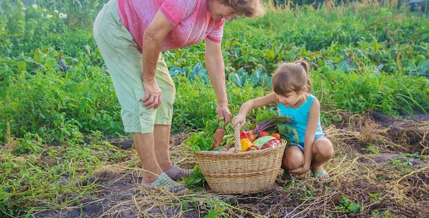 Nonna e bambino con le verdure nell'orto.