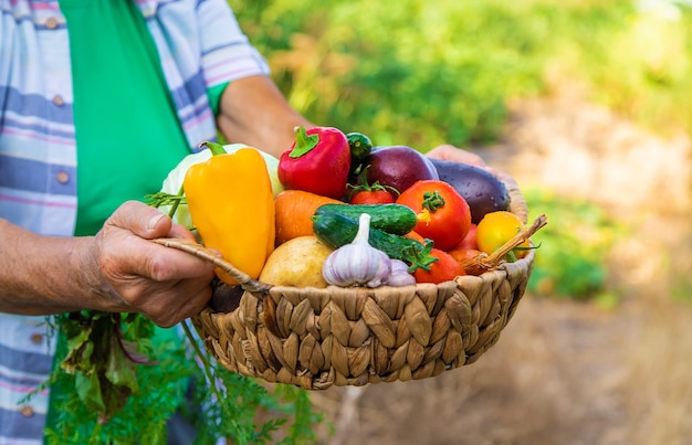 Nonna in giardino con un raccolto di verdure. Messa a fuoco selettiva.