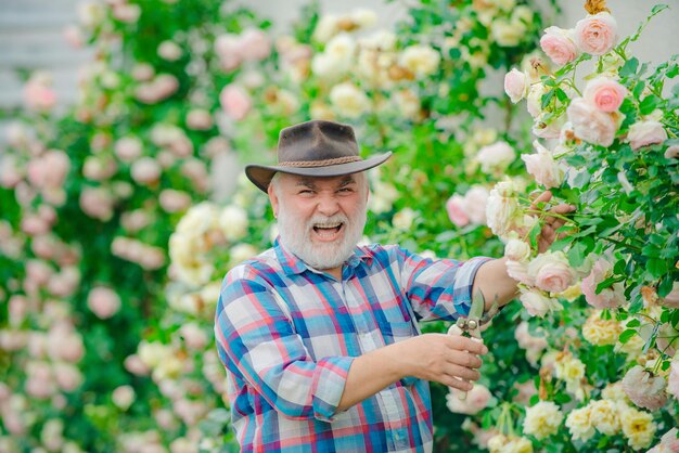 Nonno che lavora in giardino su sfondo di rose Fiori di cura e irrigazione Felice giardiniere con fiori di primavera