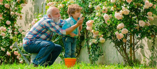 Nonno che lavora in giardino vicino al giardino di fiori. Nonno e nipote, striscione primaverile.