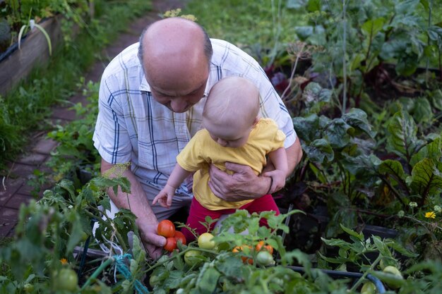 Nonno e bambina che controllano il pomodoro nell'azienda agricola di famiglia