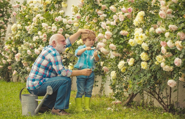 Nonno e nipote che si divertono nel giardino con fiori di rose carino ragazzino che innaffia il fiore