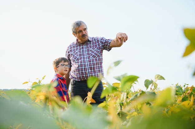 Nonno e nipote controllano il raccolto di soia. Persone, agricoltura e concetto di agricoltura.