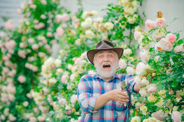 Nonno in un bellissimo giardino Piantare fiori Nonno Uomo anziano che fa giardinaggio in giardino Giardiniere professionista al lavoro Giardiniere felice con fiori primaverili