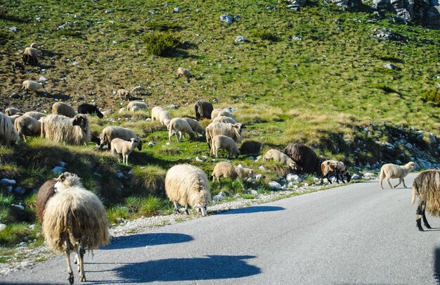 Nord del Montenegro, animali sulla strada
