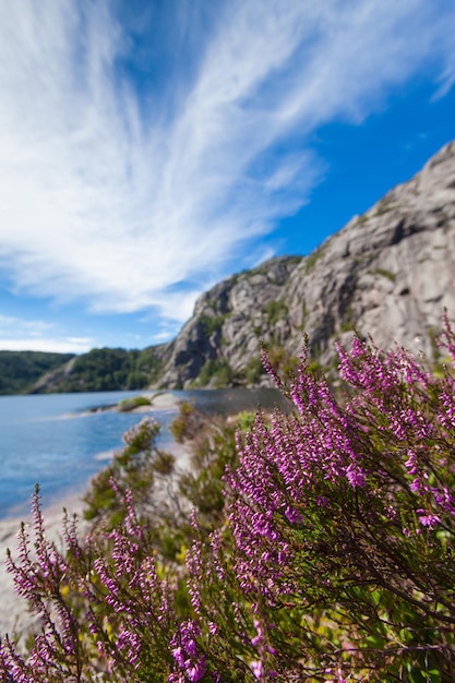 Norvegia Scandinavia Bellissimi fiori e paesaggi sulla riva del lago al centro delle montagne di pietra