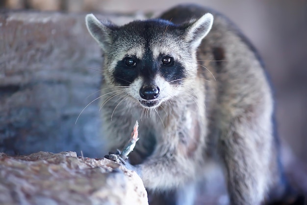 nosoha selvatico, procione americano, animale allo stato brado