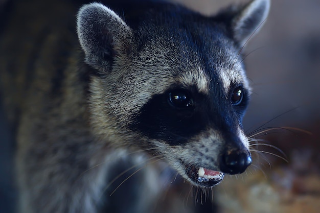 nosoha selvatico, procione americano, animale allo stato brado