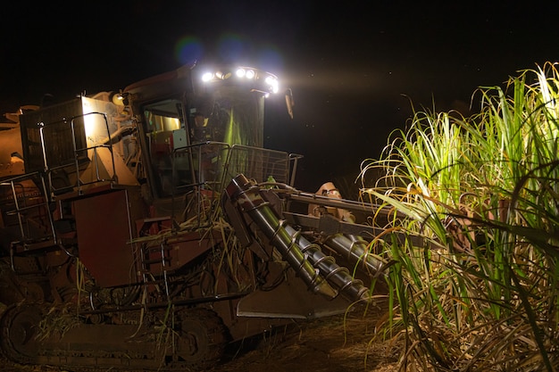 Notte di piantagioni di hasvest di canna da zucchero