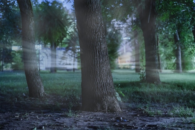 Notte lunatica oscura alberi della foresta nebbiosa orrore e concetti spaventosi