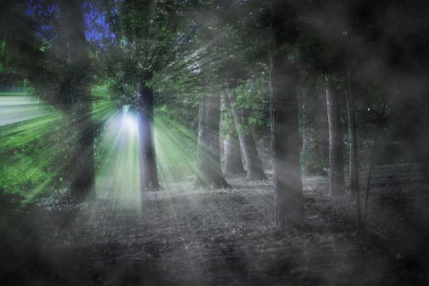 Notte lunatica oscura alberi della foresta nebbiosa orrore e concetti spaventosi