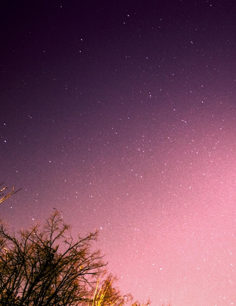 Notte stellata sopra una foresta