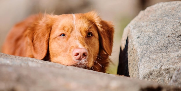 Nova Scotia Duck Tolling Retriever cane