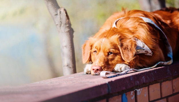 Nova Scotia Duck Tolling Retriever cane