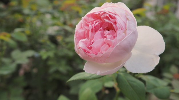 NS. Fiore di rose Cecilia. è di colore rosa. Nell'hokkaido in Giappone.