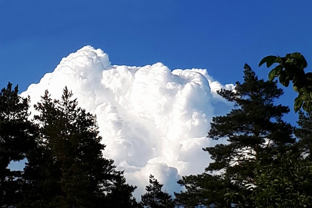 Nubi bianche e spesse da dietro la foresta