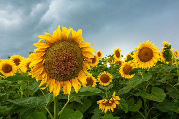 Nubi di pioggia nere su un campo di girasoli