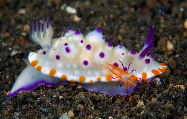 Nudibranco (lumaca di mare) - Mexichromis multituberculata e un gambero - Zenopontonia rex su di esso.