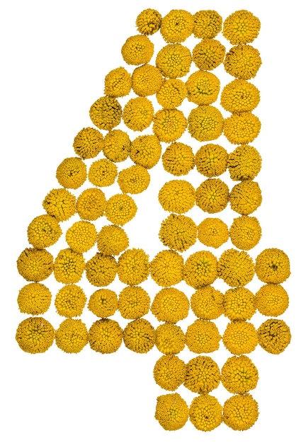 Numero arabo 4 quattro da fiori gialli di tansy isolati su sfondo bianco