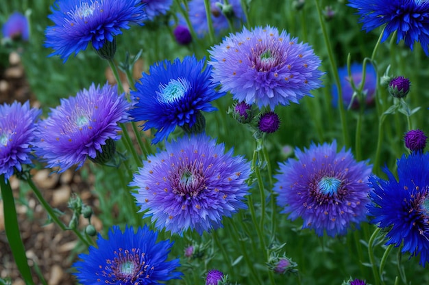 Numerose asteraceae fiordaliso squarrose centaurea cyanus triumfettii fioriture blu