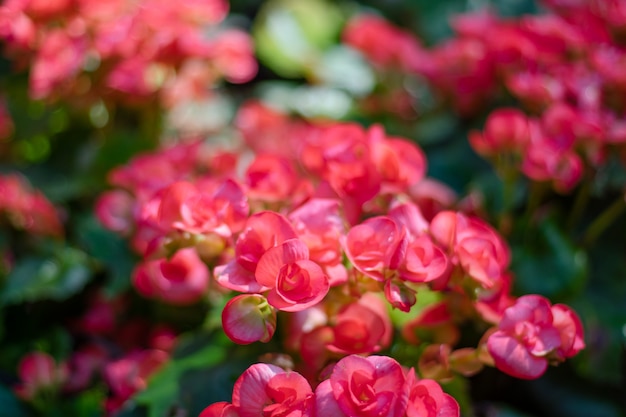 Numerosi fiori luminosi di begonie tuberose (Begonia tuberhybrida) in giardino