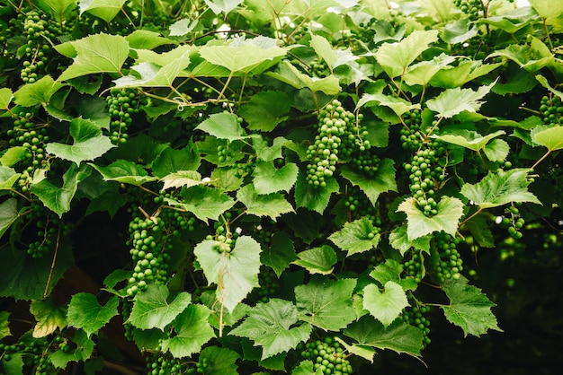 Numerosi grappoli di uva verde non matura in fase di sviluppo che pendono da una vite.