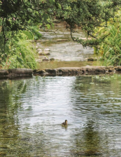 Nuotare nel lago