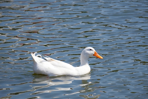 Nuoto bianco dell&#39;anatra nel lago.