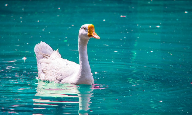 Nuoto bianco dell&#39;anatra nel lago