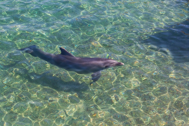 Nuoto dei delfini nel Mar Rosso EilatIsrael Dolphin Reef dove i delfini tursiopi nel Golfo di Eilat vicino alla città di Eilat vista dall'alto dall'alto Delfini tursiopi comuni Nuoto dei delfini che saltano dal mare