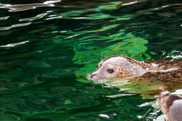 Nuoto del leone marino in acqua verde