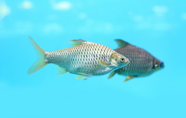 Nuoto del pesce della sbavatura di Java (gonionotus di Barbonymus) in acquario.