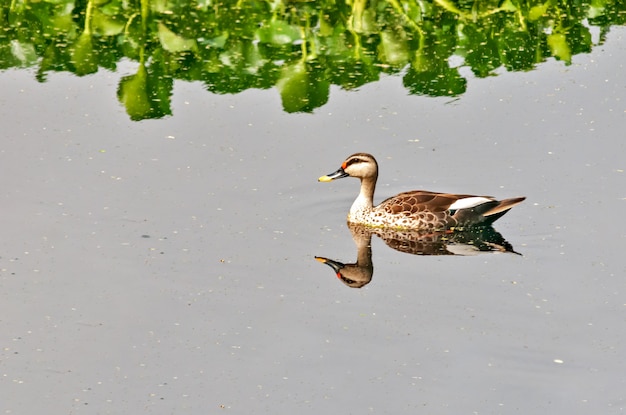 Nuoto dell'anatra fatturato punto indiano nel fiume