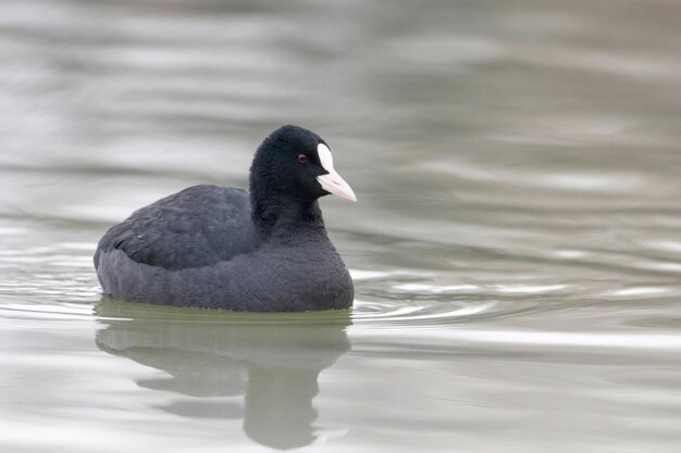 Nuoto della folaga (fulica atra) Primo piano Folaga eurasiatica