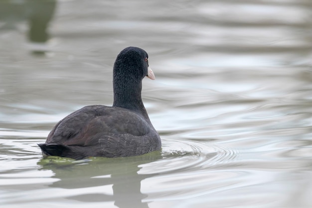 Nuoto della folaga (fulica atra) Primo piano Folaga eurasiatica