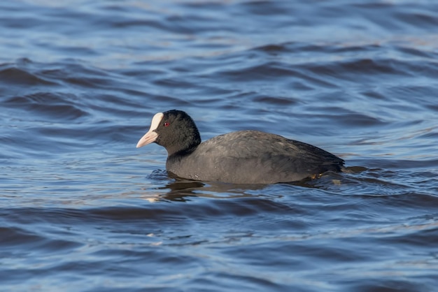 Nuoto della folaga (fulica atra) Primo piano Folaga eurasiatica