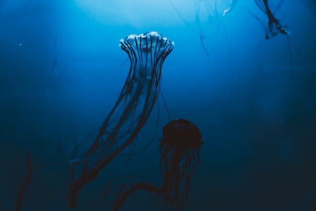 Nuoto delle meduse in un acquario