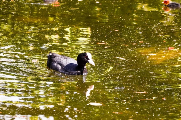 Nuoto di anatra