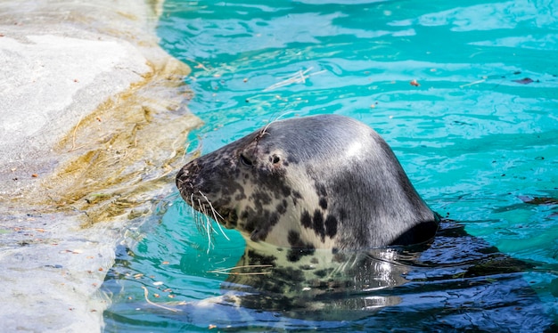 Nuoto, foca che riposa al sole nell'acqua