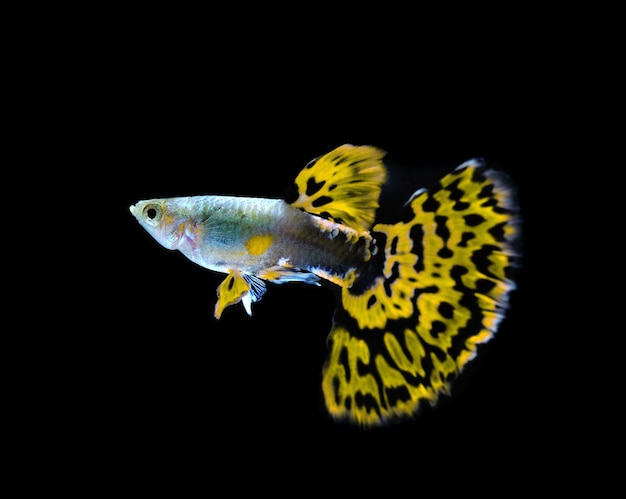 Nuoto giallo del pesce guppy isolato sul nero