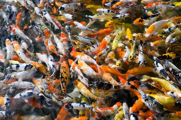 Nuoto variopinto del pesce di Koi nello stagno