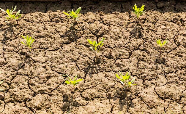 Nuova pianta di vita che cresce in terra arida e terreno incrinato in India.