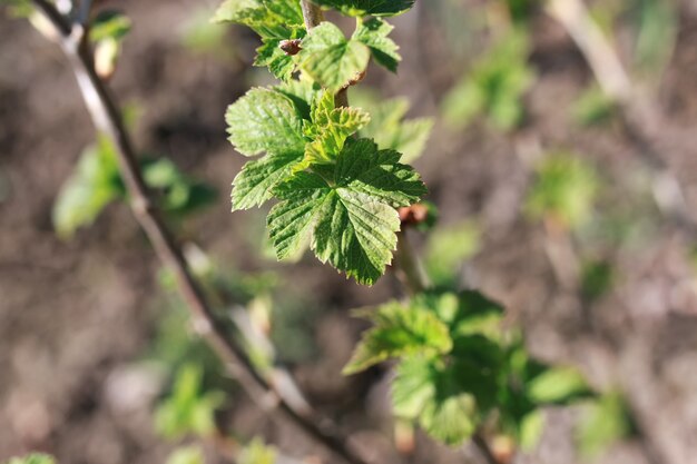 nuova vita in primavera brunch di albero