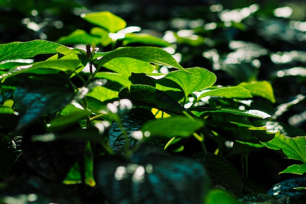 Nuove foglie a forma di cuore verde fresche di betel selvaggio. Pianta di foglie di betel peperone selvatico