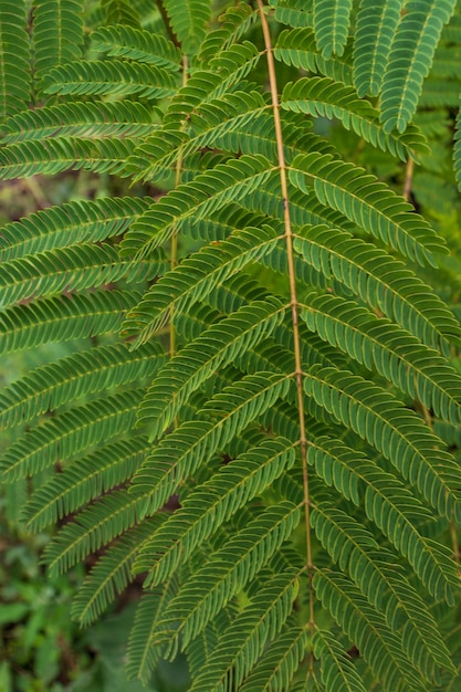 Nuove foglie verdi Acacia dealbata mimosa tree (argento o blu wattle) in Adler Sochi street. Ramo di mimosa con grazioso fogliame giovane all'inizio della primavera. Bellissimo sfondo primaverile per il design.