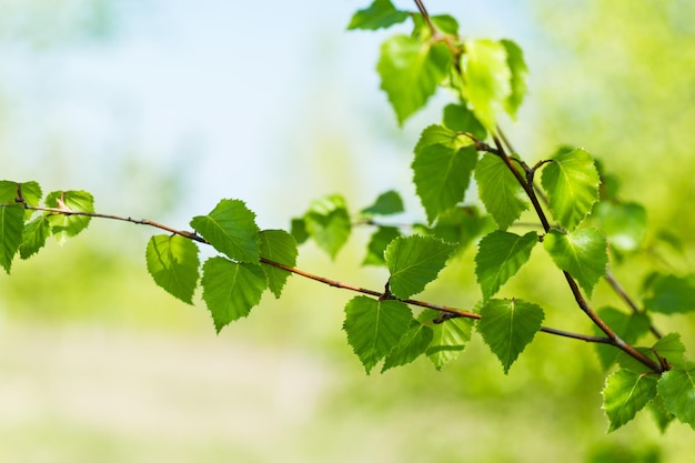 Nuove foglie verdi su un albero in primavera sfondo