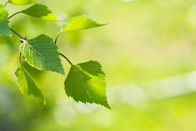 Nuove foglie verdi sull'alberi nel fondo di primavera